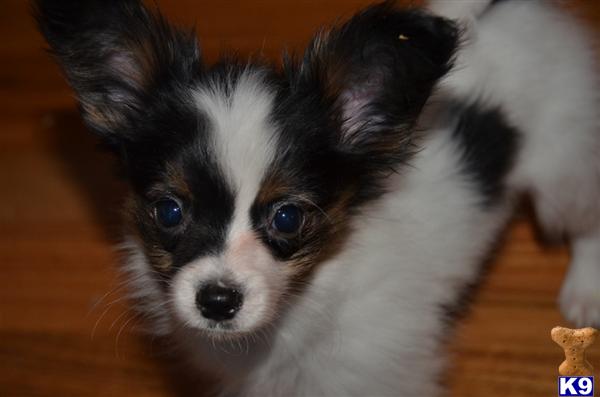 Papillon Puppies in CA